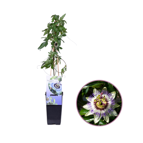 Passiebloem, Passiflora caerulea