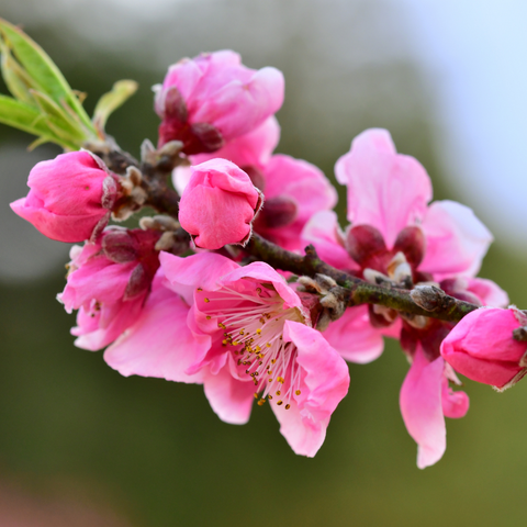 Geluksboom, perzikboom