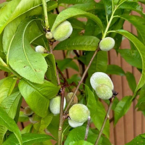 Perzikboom, Prunus persica