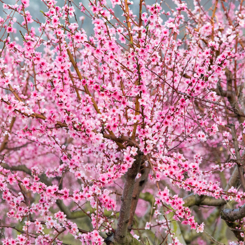 Perzikboom, Prunus persica