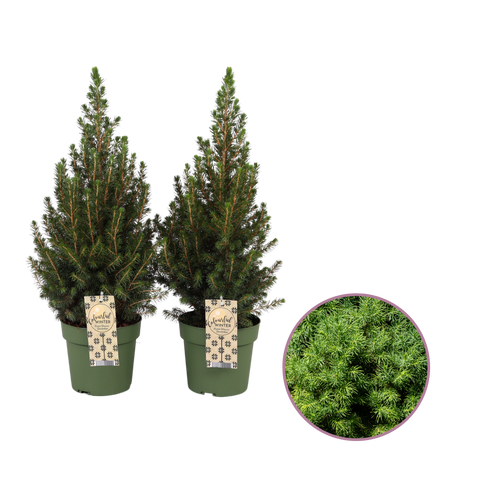 Mini kerstboom, Picea glauca Conica