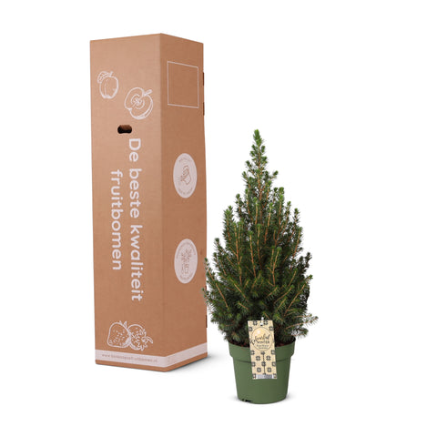 Kerstgeschenk, Mini kerstboom