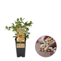 Arachis Salomat pindaplant met gele bloemen in bloei