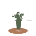 Bijzondere eetbare plant voor tuin, terras en balkon.