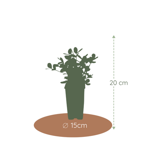 Bijzondere eetbare plant voor tuin, terras en balkon.
