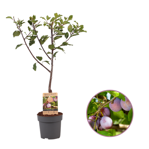 Pruimenboom, Prunus domestica ‘Opal’