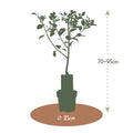 De hoogte van de pruimenboom, ook wel 'Fijne verjaardagsboom' varieert van 70-95cm. 