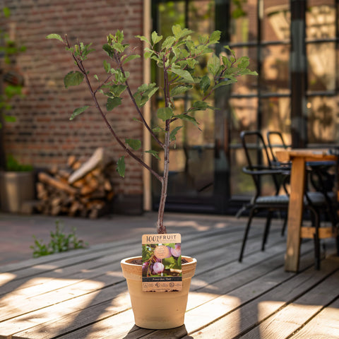 De pruimenboom kan zowel in een pot op het terras of in de volle grond. Koop snel je duurzame verjaardagscadeau bij Boskoopse Fruitbomen.