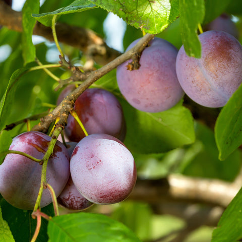 Pruimenboom, Prunus domestica ‘Opal’ (45 - 55 cm)