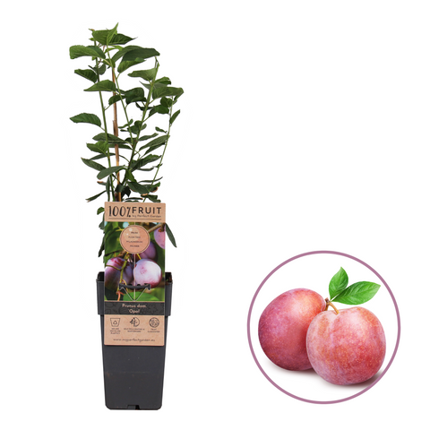 Pruimenboom, Prunus domestica ‘Opal’ (45 - 55 cm)