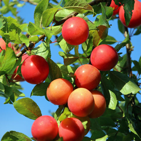 Pruimenboom, Prunus domestica ‘Victoria’