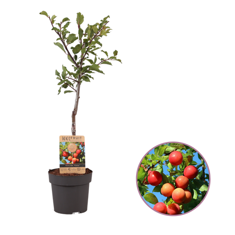 Pruimenboom, Prunus domestica ‘Victoria’