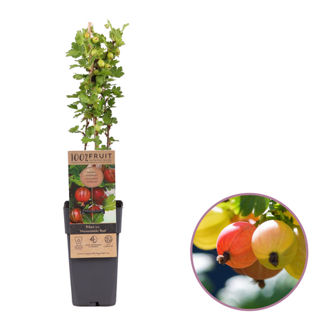 Rode kruisbessenplant, Ribes uva-crispa ‘Hinnonmäki Rod’