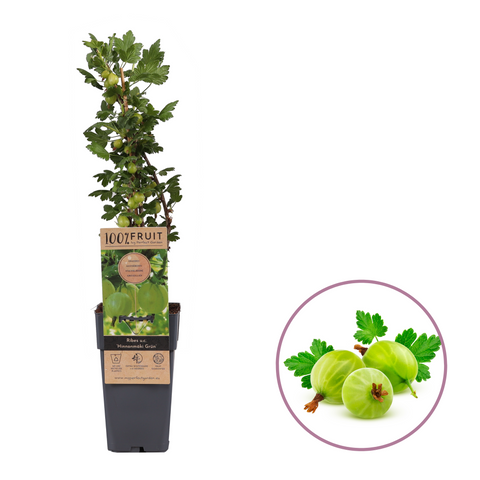 Groene kruisbessenplant, Ribes uva-crispa ‘Hinnonmäki Grun’