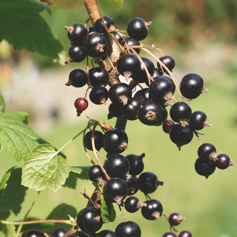 Zwarte bessenplant, Ribes ‘Jostaberry’