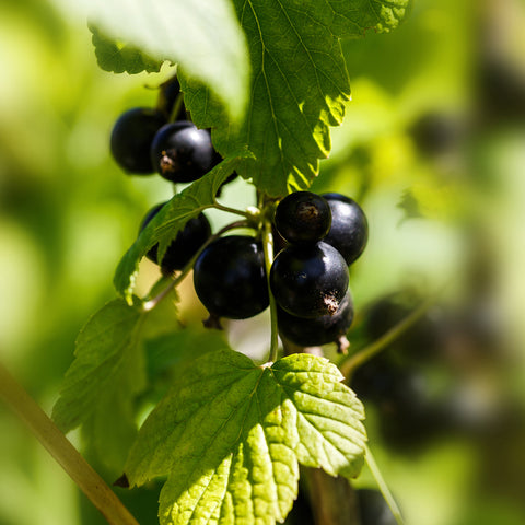 Zwarte bessenplant, Ribes nigrum ‘Ben Nevis’