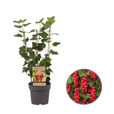 Rode Aalbessenplant, Ribes rubrum ‘Jonkheer van Tets’