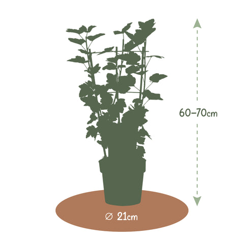 Rode Aalbessenplant, Ribes rubrum ‘Jonkheer van Tets’