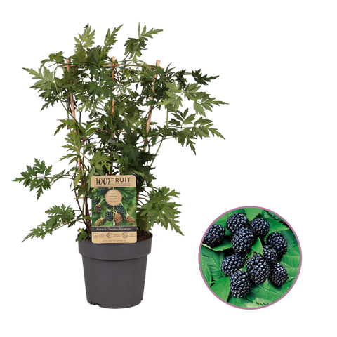 Bramenplant, Rubus fructicosus ‘Thornless Evergreen’