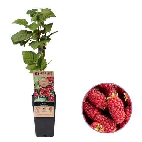 Loganbessenplant, Rubus fruticosus ‘Loganberry’