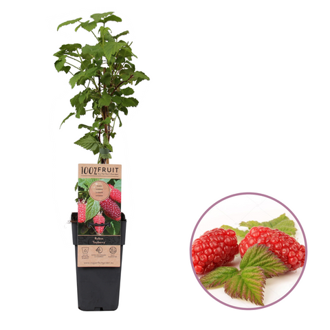 Taybessenplant, Rubus ‘Tayberry’