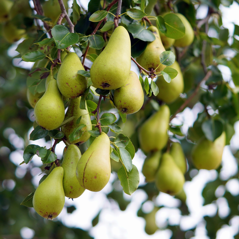 Toffe peer, perenboom