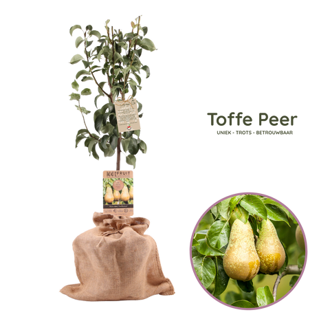 Toffe peer, perenboom