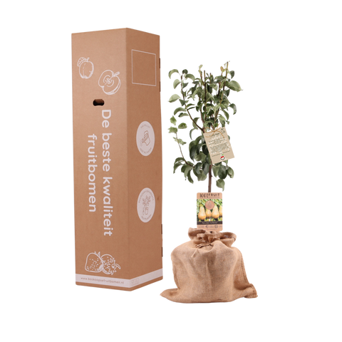 Toffe peer, perenboom