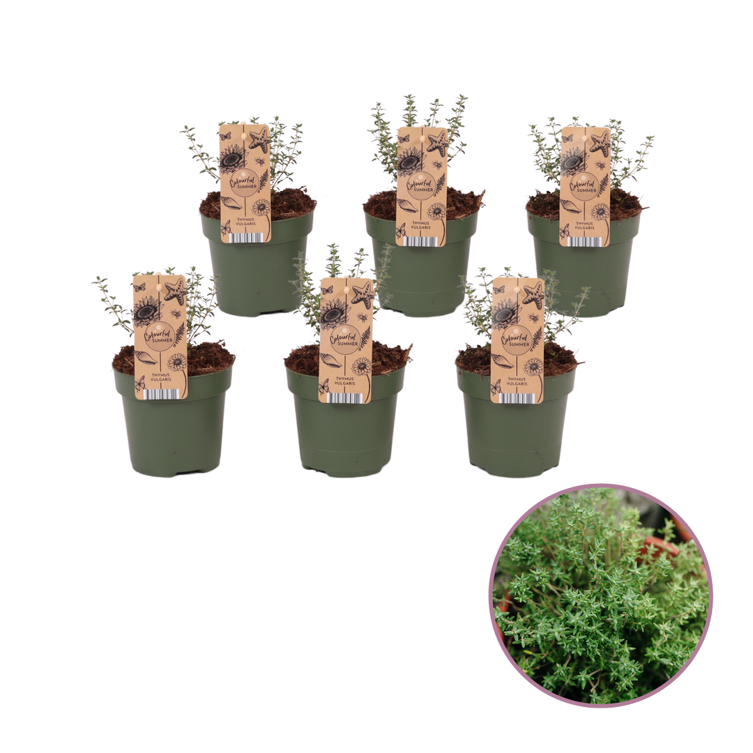 Kleine tijm (thymus serpyllum) bodembedekker