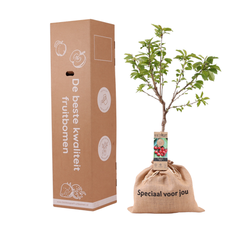 Kersenboom cadeau in jute zak ‘Speciaal voor jou’