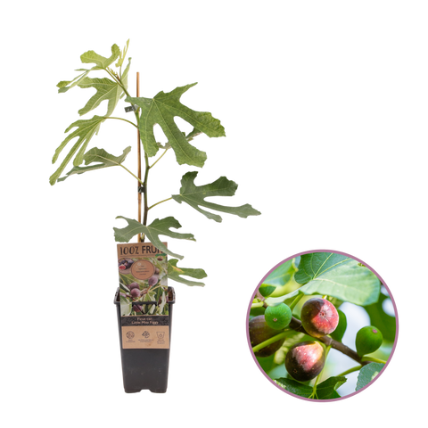 Vijgenplant, Ficus carica 'Miss Figgy'