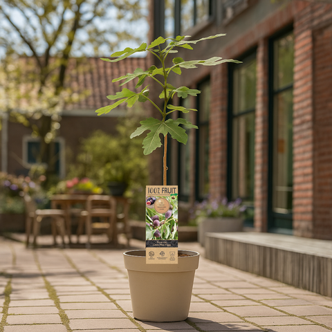 Vijgenboom, Ficus carica ‘Miss Figgy'