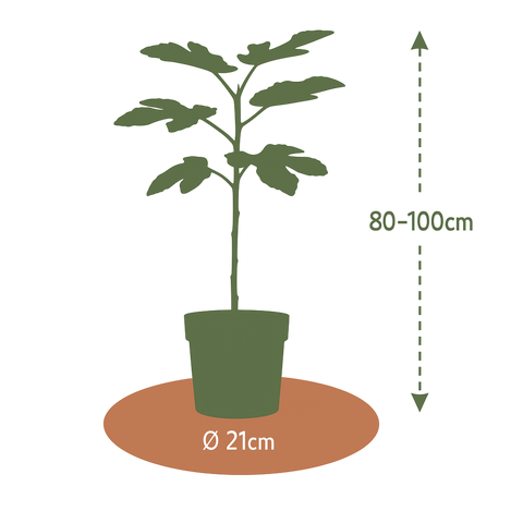 Vijgenboom, Ficus carica ‘Miss Figgy'