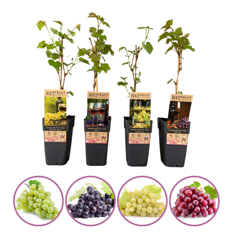 Wijnmix – 4 druivenplanten om zelf wijn te maken