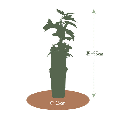 Zwarte bessenplant, Ribes ‘Jostaberry’