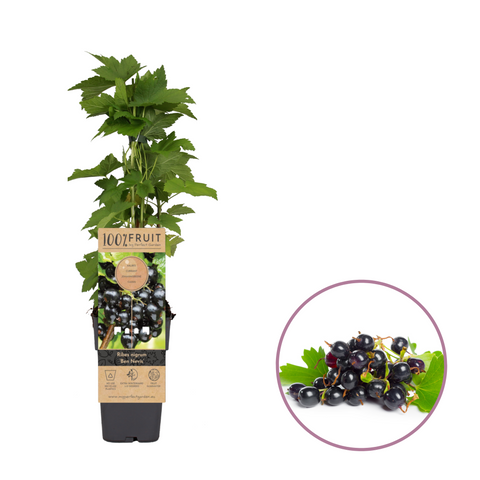 Zwarte bessenplant, Ribes nigrum ‘Ben Nevis’