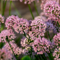 Allium Millenium als vaste plant in zonnige tuinborder