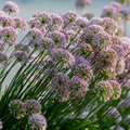 Detail van de paarse bloemen van Allium Millenium sierui