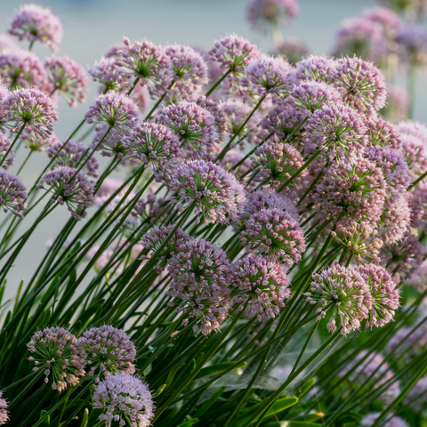 Detail van de paarse bloemen van Allium Millenium sierui