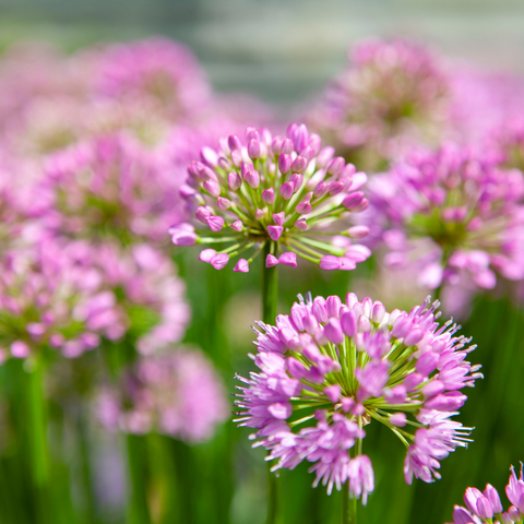 De Allium Millenium in bloei, een mooie paars/roze bloemenzee.