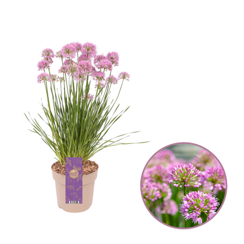 Allium Millenium sierui met paarse bolvormige bloemen in bloei