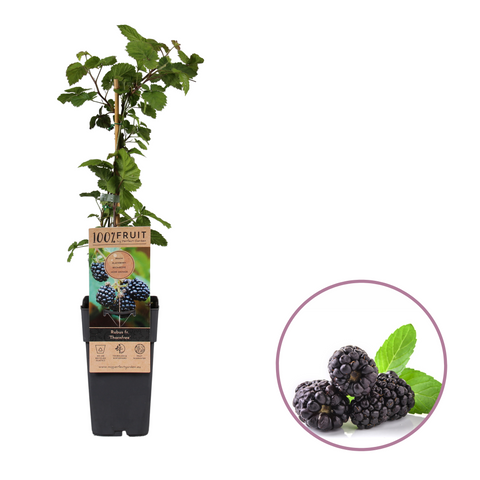 Bramenplant, Rubus fruticosus ‘Thornfree’