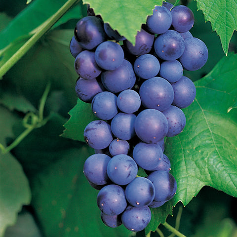 Druivenstruik, Vitis vinifera ‘Regent’ | Blauwe druif