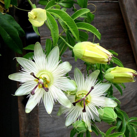 Witte passiebloem, Passiflora Constance Elliot