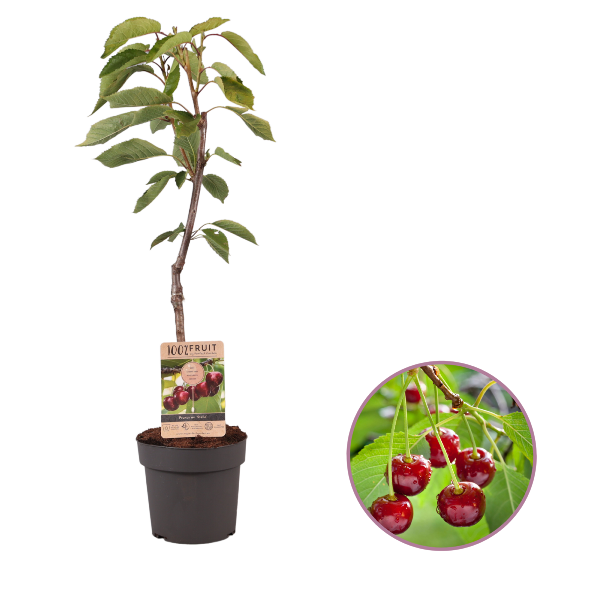 Kersenboom, Prunus avium ‘Stella’ P21