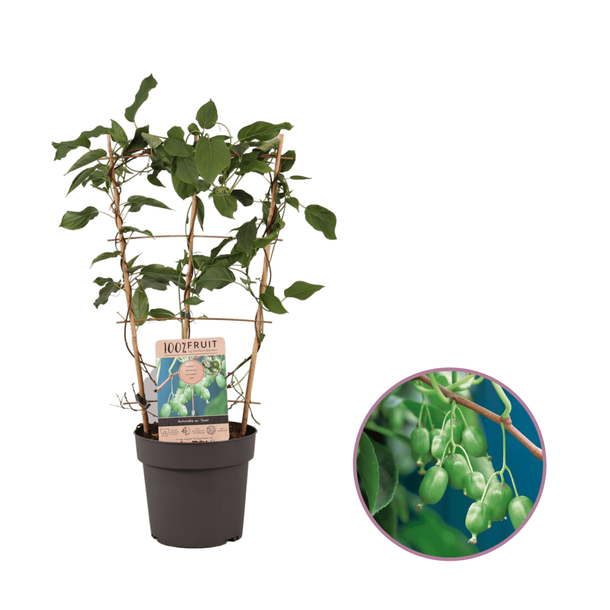 Kiwiplant, Actinidia arguta ‘Issai’ P21