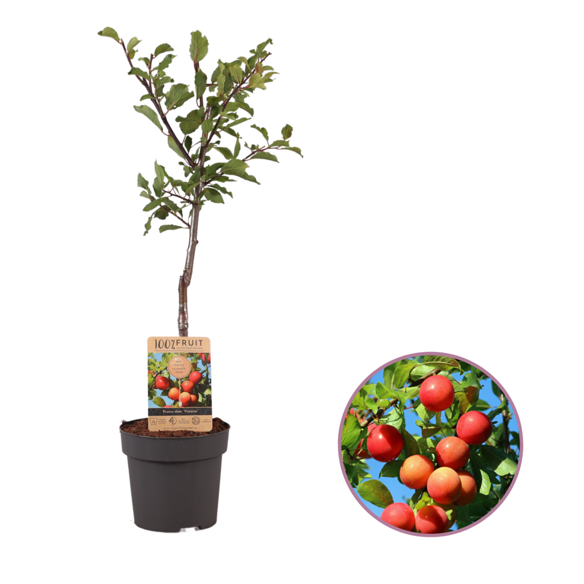 Pruimenboom, Prunus domestica ‘Victoria’ P21