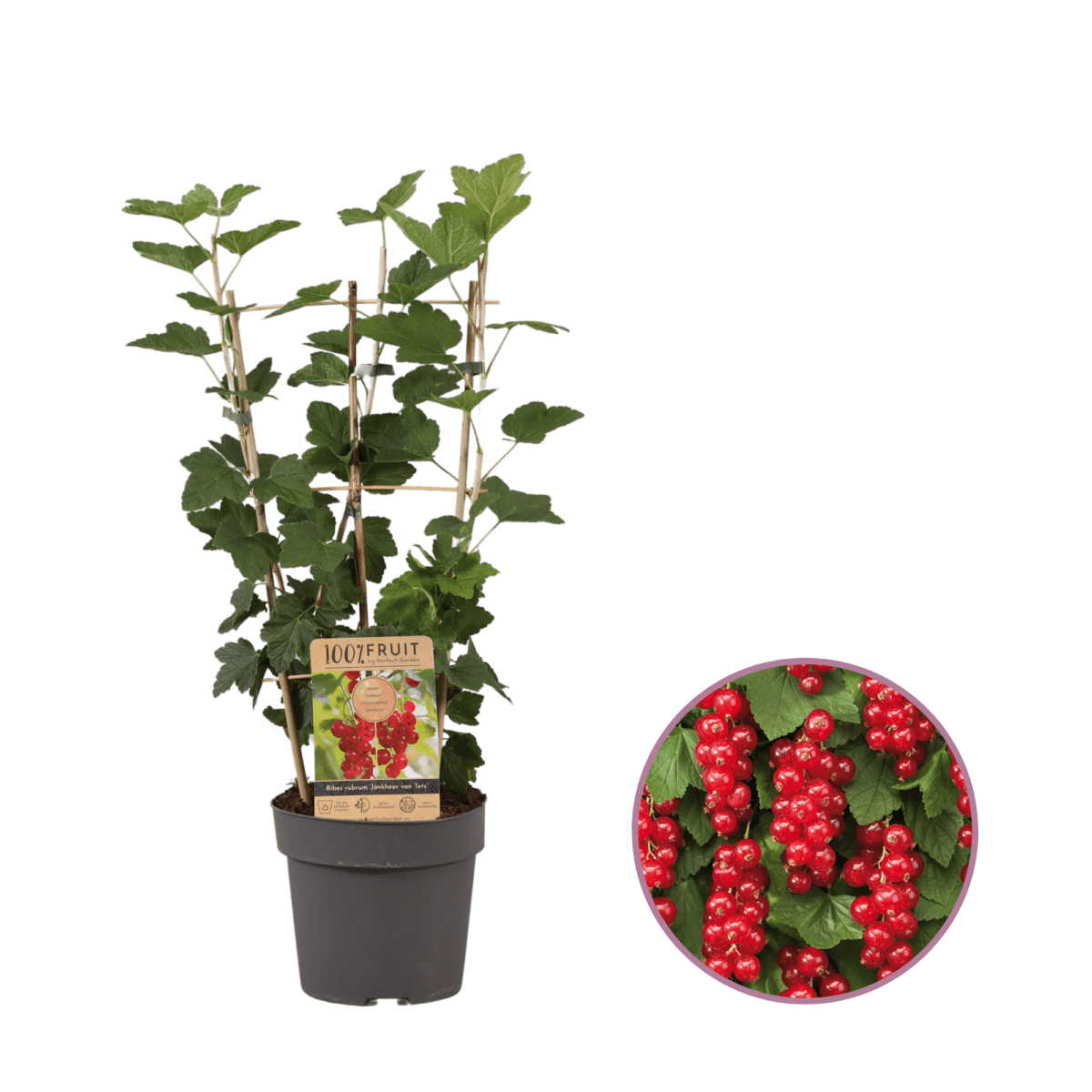 Rode Bessenplant, Ribes rubrum 'Jonkheer van Tets' P21