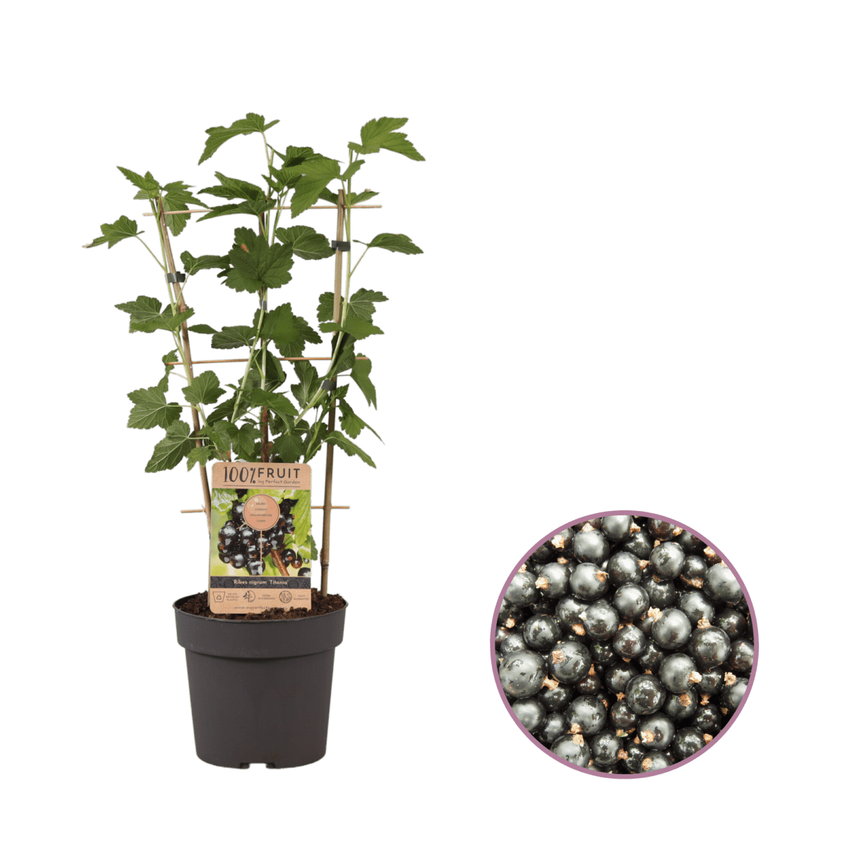 Zwarte Bessenplant, Ribes nigrum 'Titania' P21
