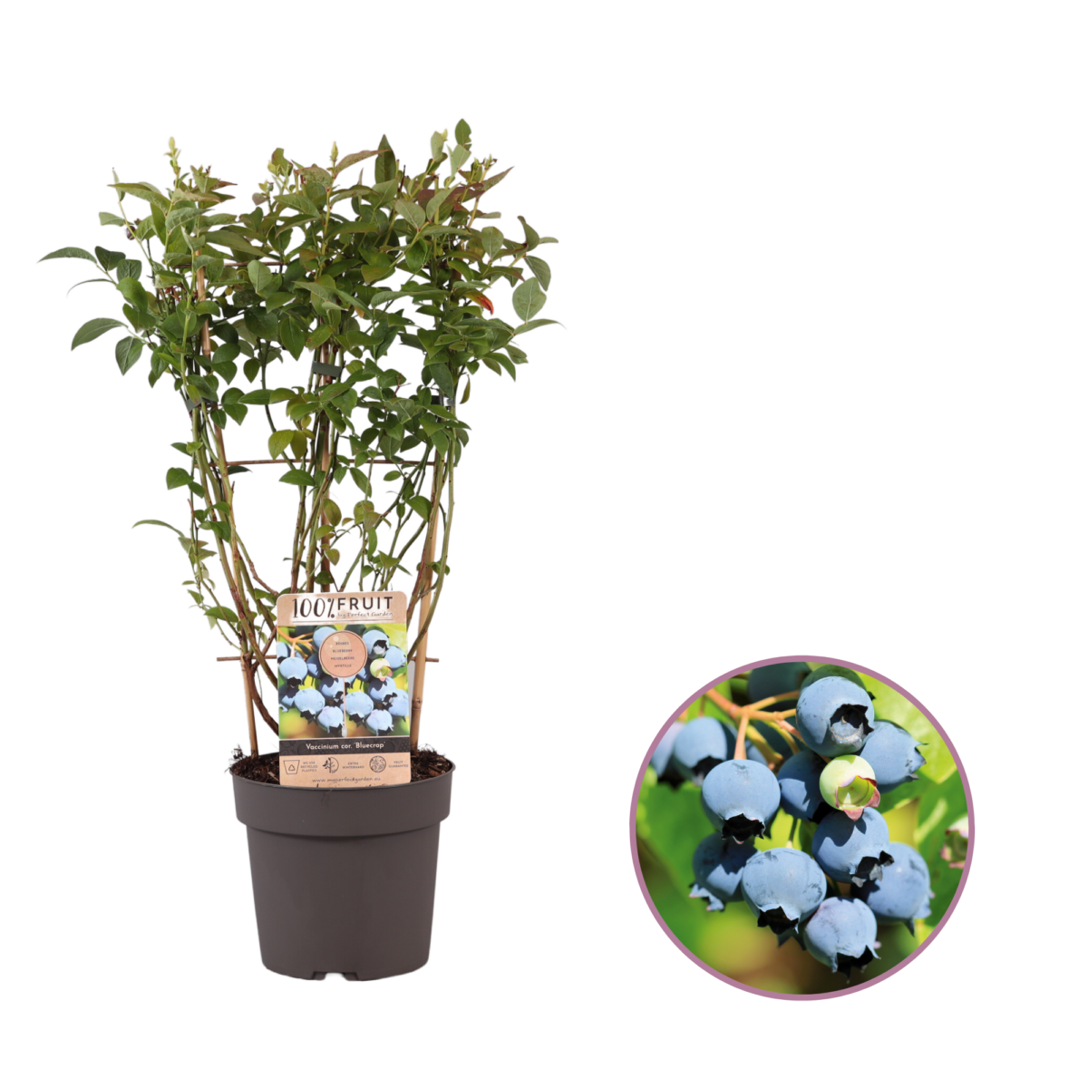 Blauwe bessenplant, Vaccinium Bluecrop P21